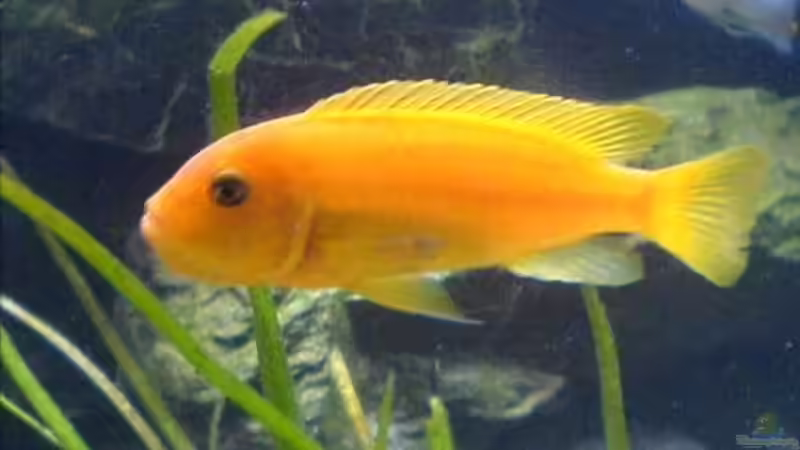 Besatz im Aquarium Becken 6207 von Mike Hügi (11)