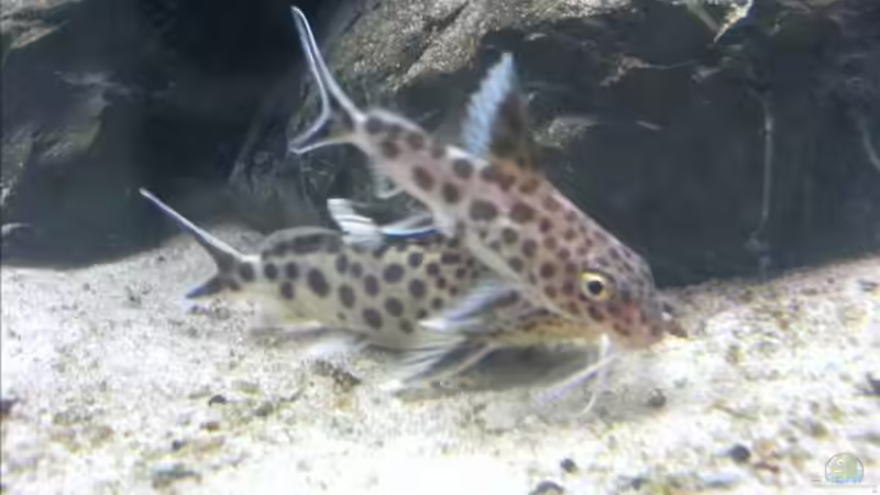 Besatz im Aquarium Becken 6207 von Mike Hügi (12)