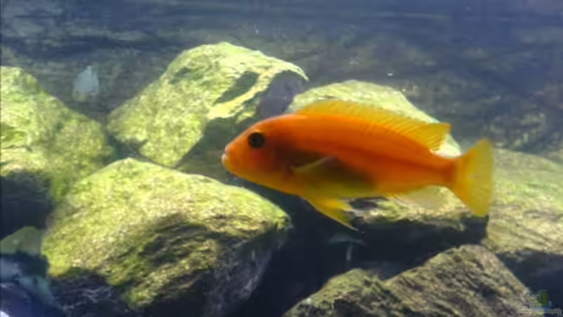 Besatz im Aquarium Becken 6207 von Mike Hügi (4)