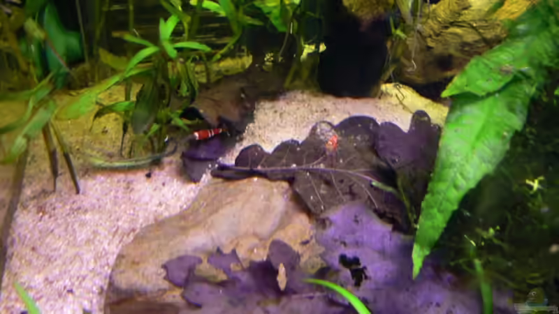 Besatz im Aquarium Becken 6208 von René Leubecher (16)