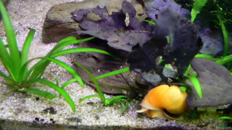 Besatz im Aquarium Becken 6208 von René Leubecher (17)