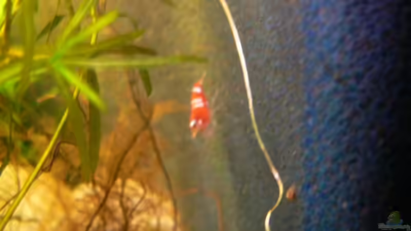 Besatz im Aquarium Becken 6208 von René Leubecher (20)