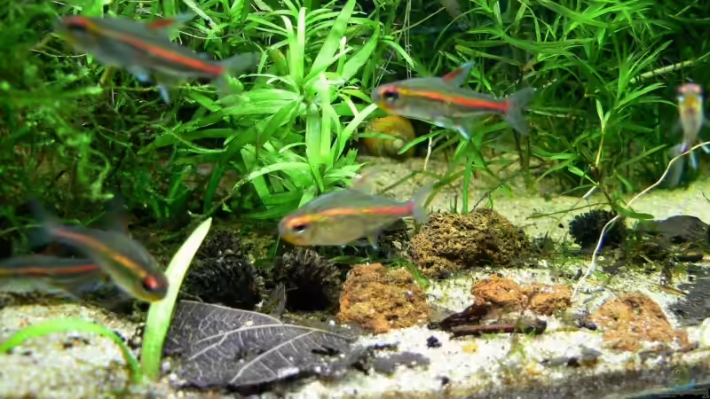 Besatz im Aquarium Becken 6208 von René Leubecher (22)