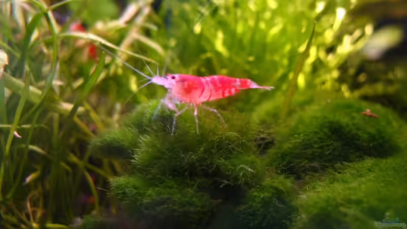 Besatz im Aquarium Becken 6213 von nelchen (6)