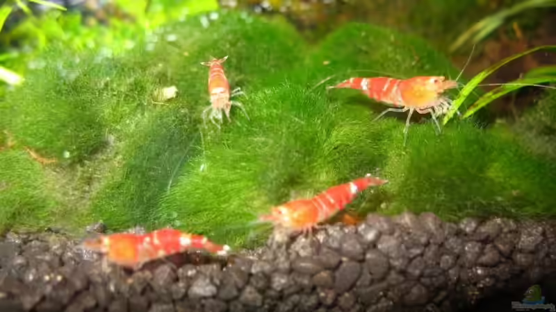 Besatz im Aquarium Becken 6213 von nelchen (8)