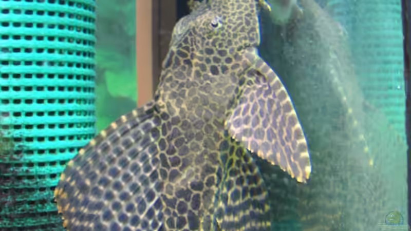 Besatz im Aquarium Becken 6214 von Stephan Schmidt (3)