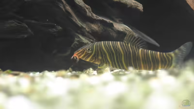 Besatz im Aquarium Becken 6214 von Stephan Schmidt (5)