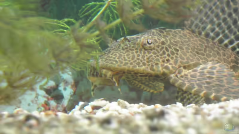 Besatz im Aquarium Becken 6214 von Stephan Schmidt (6)