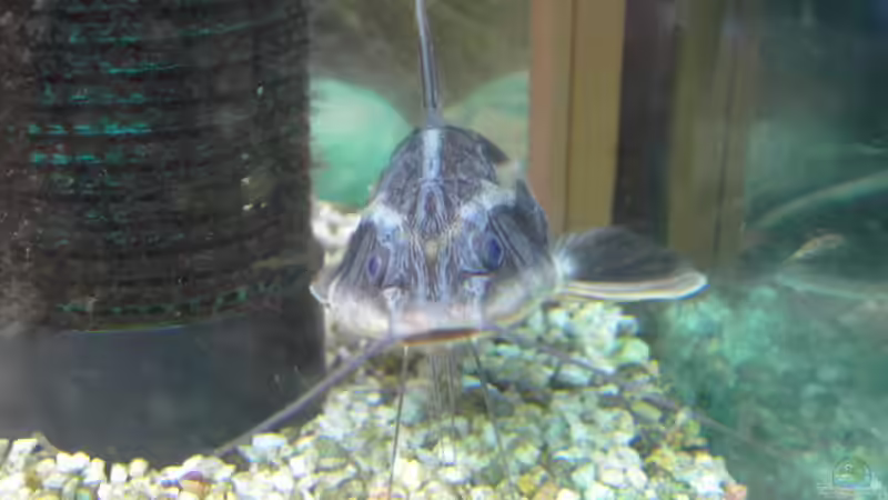 Besatz im Aquarium Becken 6214 von Stephan Schmidt (7)