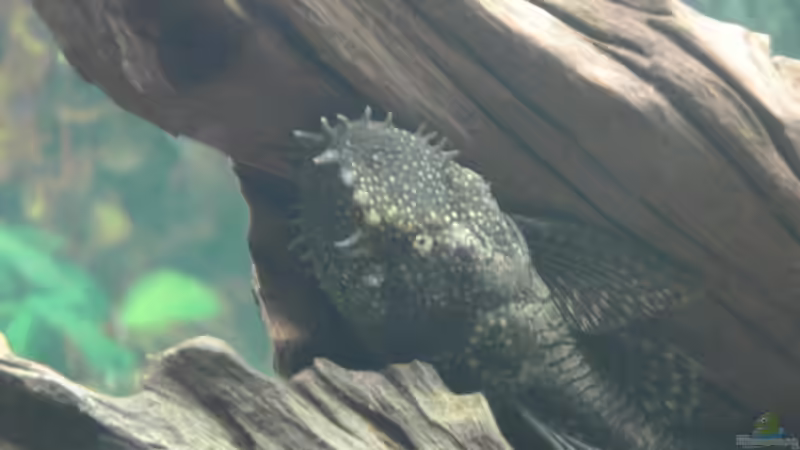 Besatz im Aquarium Becken 6214 von Stephan Schmidt (8)