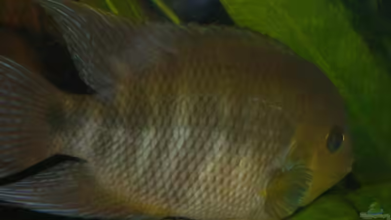 Besatz im Aquarium Becken 6220 von Dennis Kühne (15)