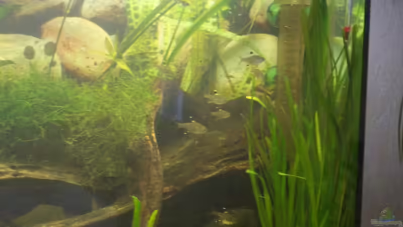 Besatz im Aquarium Becken 6220 von Dennis Kühne (17)