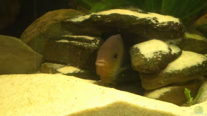 Besatz im Aquarium Becken 6220 von Dennis Kühne (18)