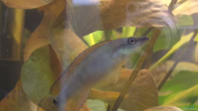 Besatz im Aquarium Becken 6220 von Dennis Kühne (19)