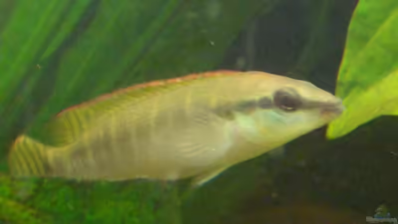 Besatz im Aquarium Becken 6220 von Dennis Kühne (20)