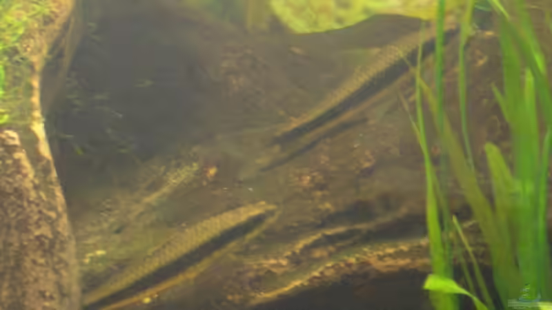 Besatz im Aquarium Becken 6220 von Dennis Kühne (21)