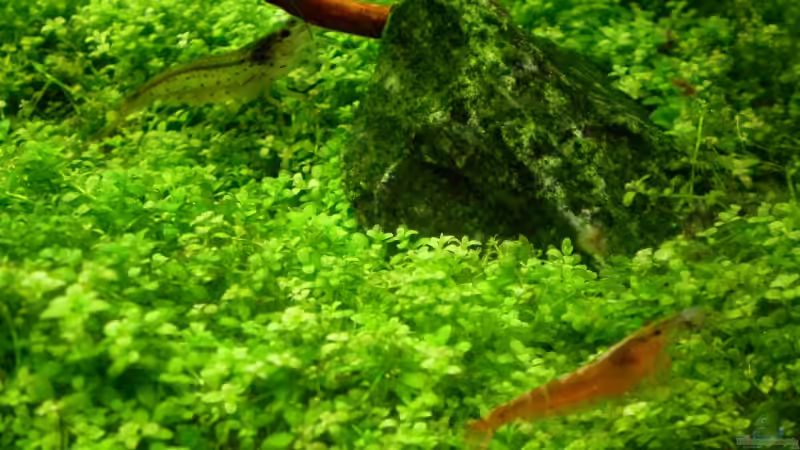 Besatz im Aquarium Becken 6231 von Marc Joist (12)