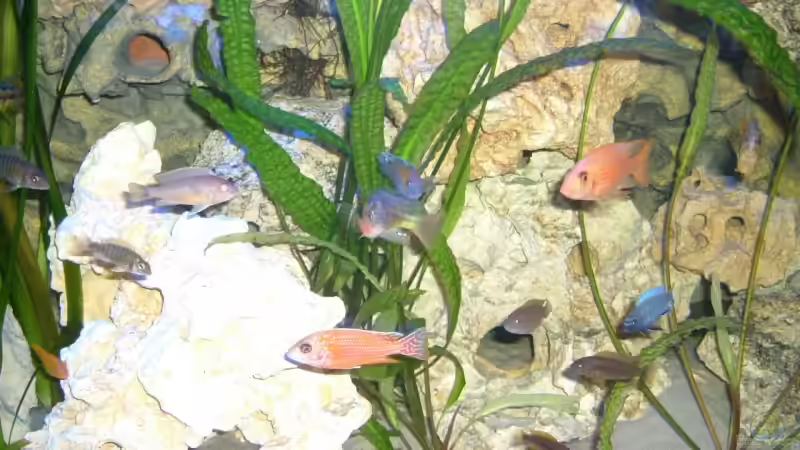 Besatz im Aquarium Becken 6244 von Oliver Rädel (30)