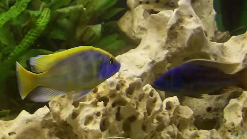 Besatz im Aquarium Becken 6251 von Kay Bumann (17)