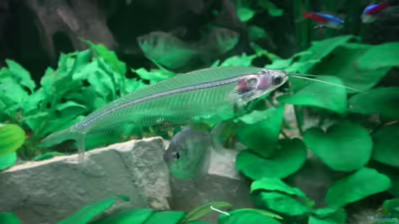 Besatz im Aquarium Becken 6252 von Christoph Doberer (5)