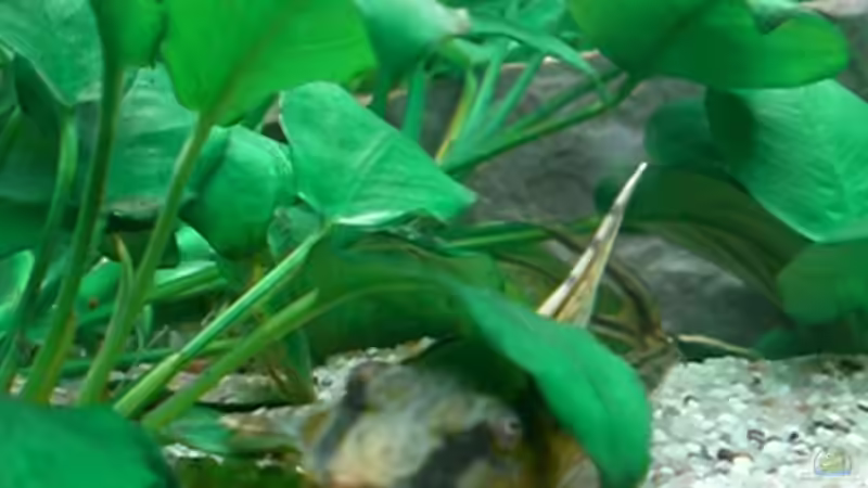 Besatz im Aquarium Becken 6252 von Christoph Doberer (6)