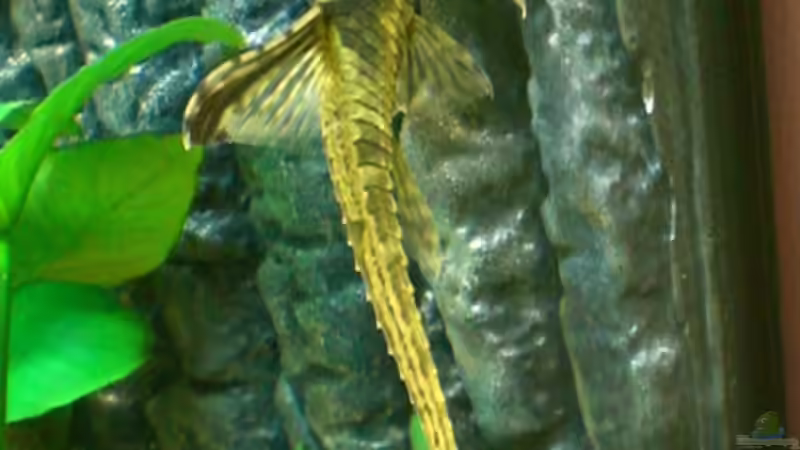 Besatz im Aquarium Becken 6252 von Christoph Doberer (7)