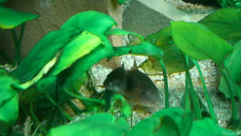 Besatz im Aquarium Becken 6252 von Christoph Doberer (8)