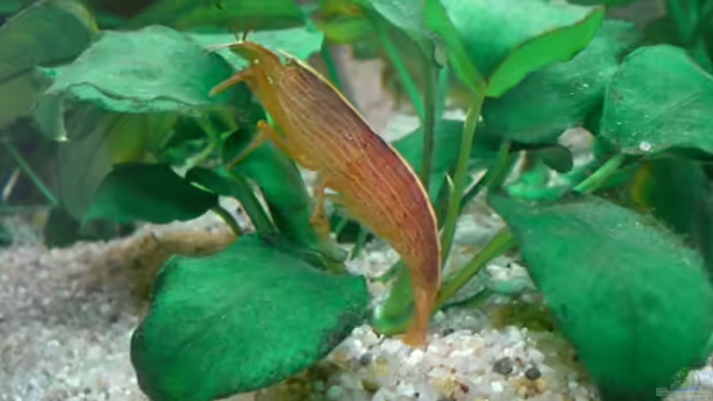 Besatz im Aquarium Becken 6252 von Christoph Doberer (9)