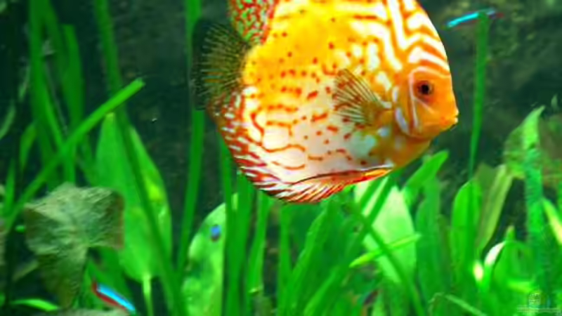 Besatz im Aquarium Becken 6267 von Thomas Mühlan (11)