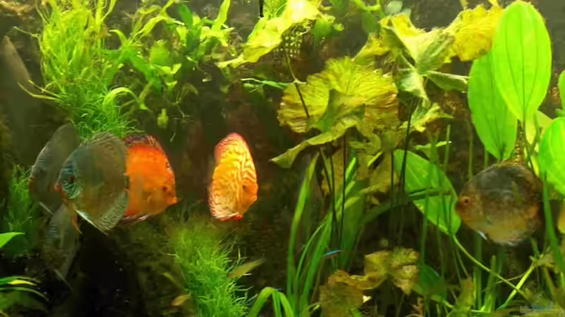 Besatz im Aquarium Becken 6267 von Thomas Mühlan (8)