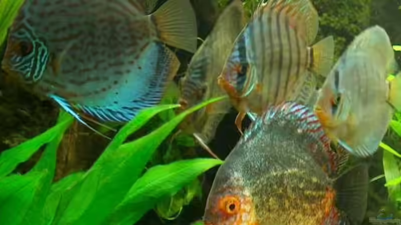 Besatz im Aquarium Becken 6267 von Thomas Mühlan (9)