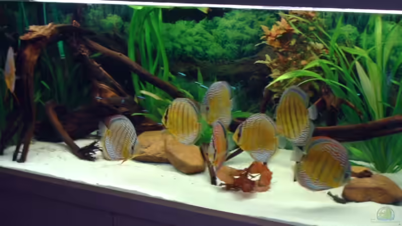 Besatz im Aquarium Becken 6282 von Christoph Schulz (6)