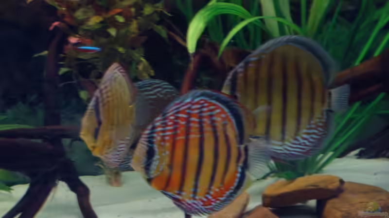 Besatz im Aquarium Becken 6282 von Christoph Schulz (7)