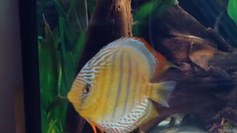 Besatz im Aquarium Becken 6282 von Christoph Schulz (8)