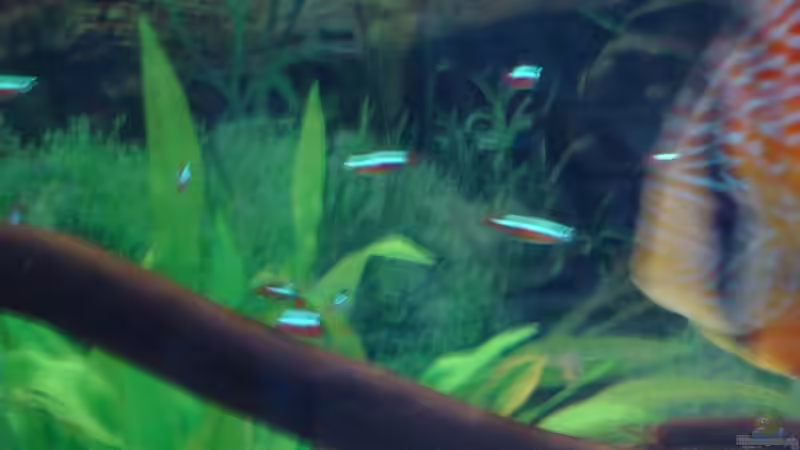 Besatz im Aquarium Becken 6282 von Christoph Schulz (9)