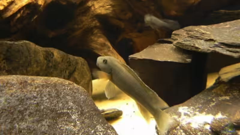 Besatz im Aquarium Becken 6291 von René Leubecher (17)