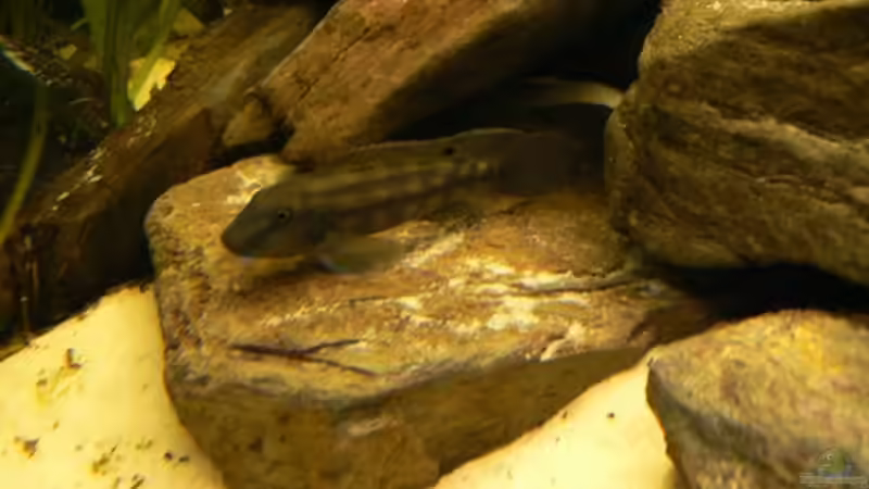 Besatz im Aquarium Becken 6291 von René Leubecher (19)