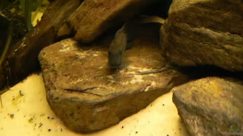 Besatz im Aquarium Becken 6291 von René Leubecher (20)