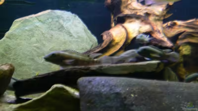 Besatz im Aquarium Becken 6291 von René Leubecher (22)