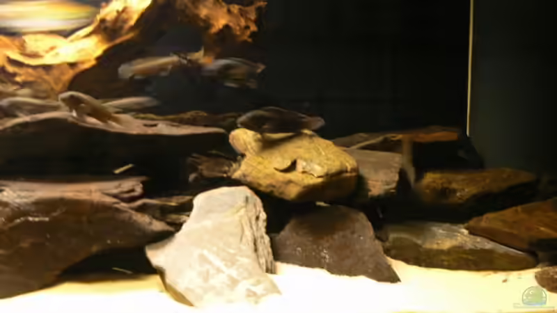 Besatz im Aquarium Becken 6291 von René Leubecher (23)