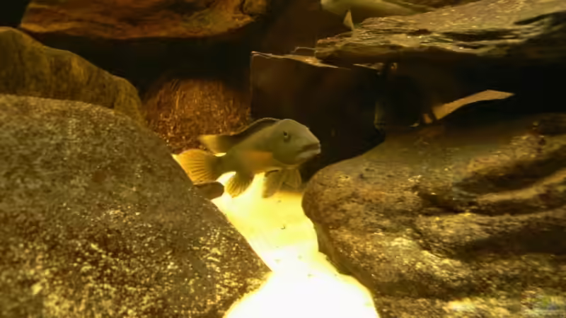 Besatz im Aquarium Becken 6291 von René Leubecher (26)