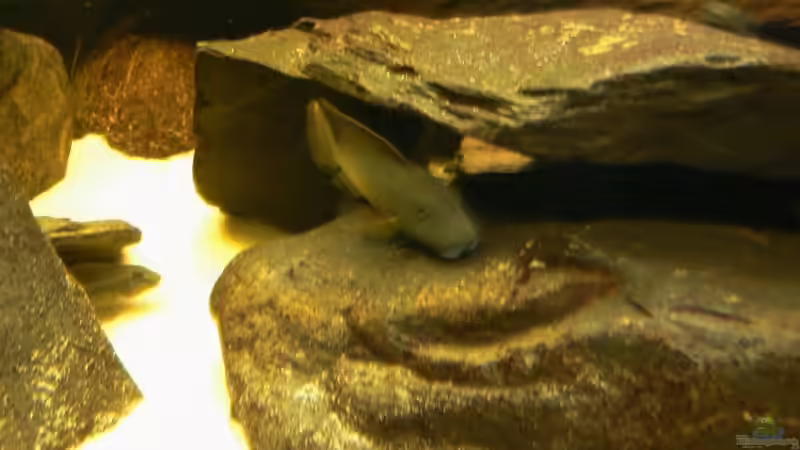 Besatz im Aquarium Becken 6291 von René Leubecher (28)