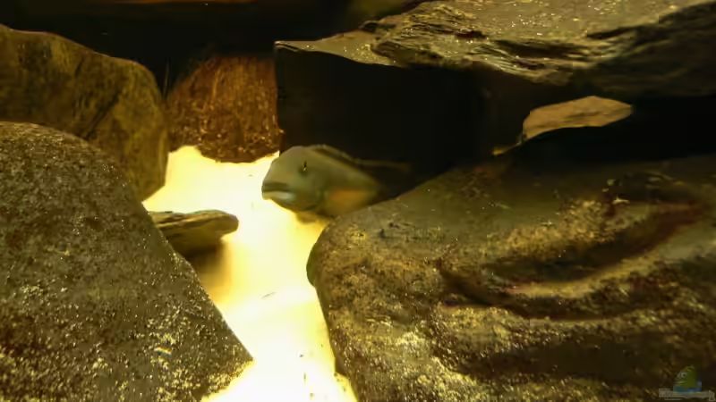 Besatz im Aquarium Becken 6291 von René Leubecher (29)