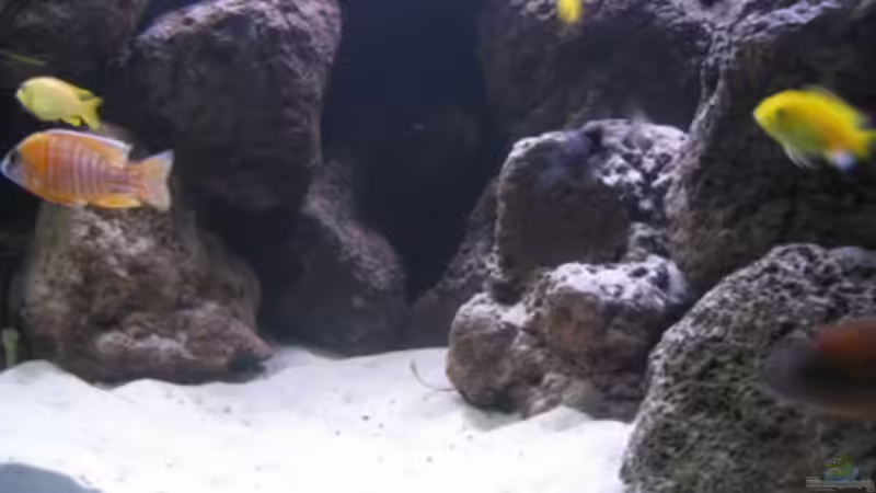 Besatz im Aquarium Becken 6314 von Stefan Lorenz (9)