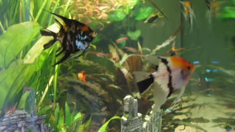 Besatz im Aquarium Becken 6316 von Beat Affolter (28)