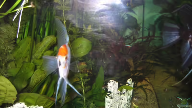 Besatz im Aquarium Becken 6316 von Beat Affolter (29)