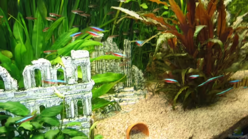 Besatz im Aquarium Becken 6316 von Beat Affolter (30)