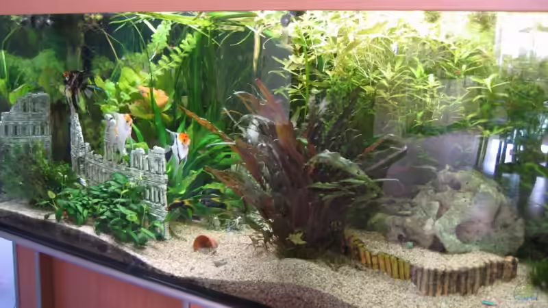 Besatz im Aquarium Becken 6316 von Beat Affolter (31)