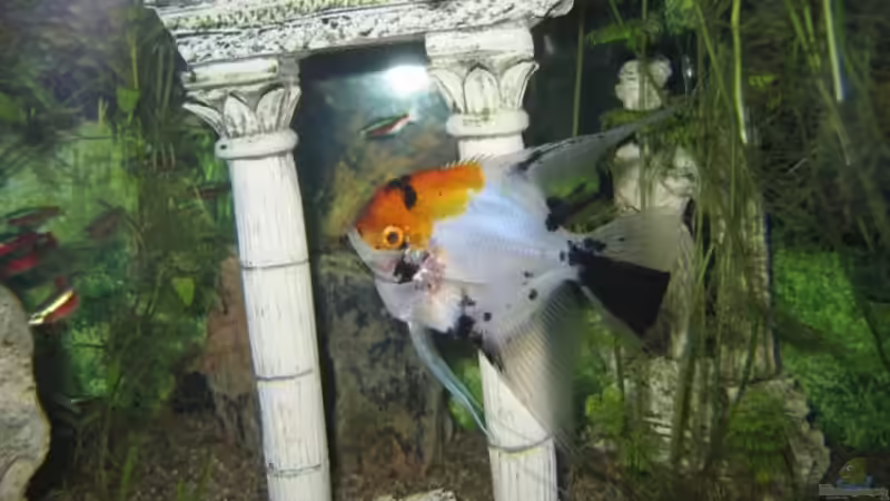 Besatz im Aquarium Becken 6316 von Beat Affolter (32)