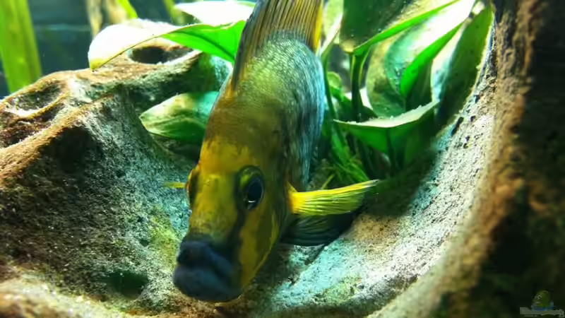 Besatz im Aquarium Becken 6318 von Altocalv (5)